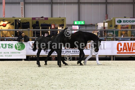 BELLY DANCER_MILANO_2010_SS3_7851.jpg